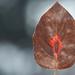 Autumn leaf by Sergey Vasilev