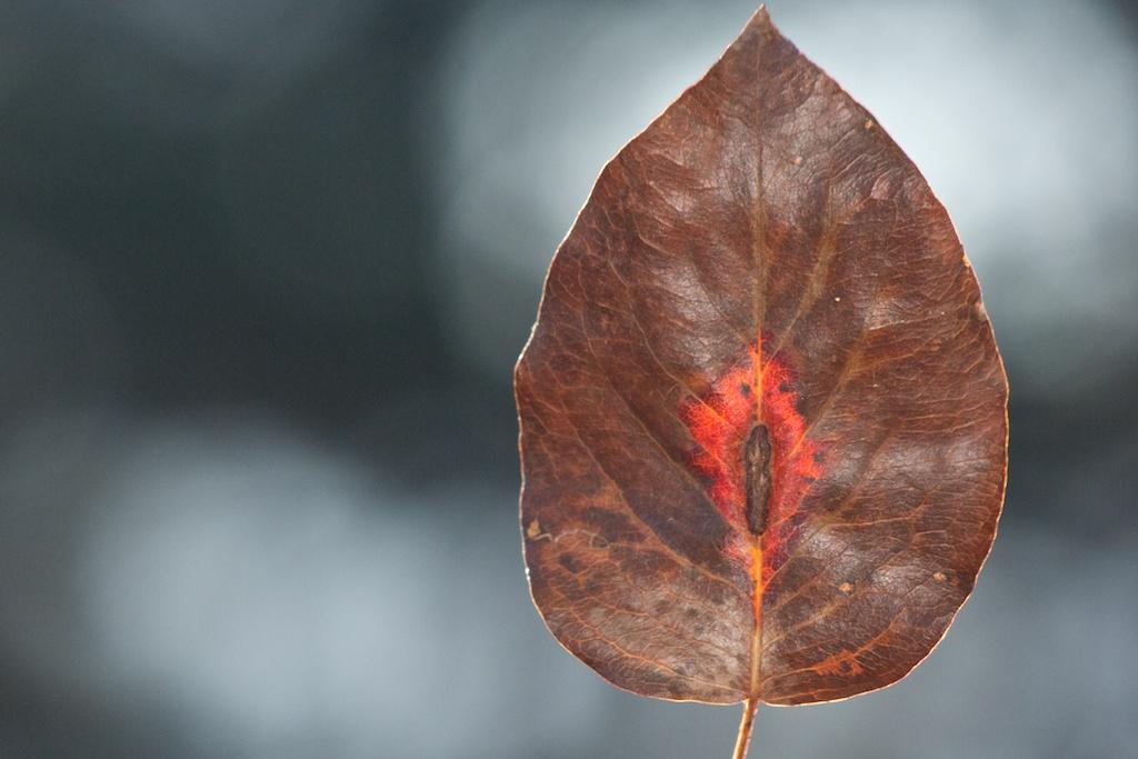Nature photograph Autumn leaf. by Sergey Vasilev on PhotoCodex