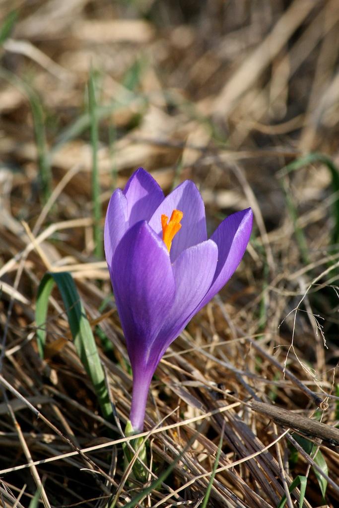 Nature photograph Purple crocus flower. by Sergey Vasilev on PhotoCodex