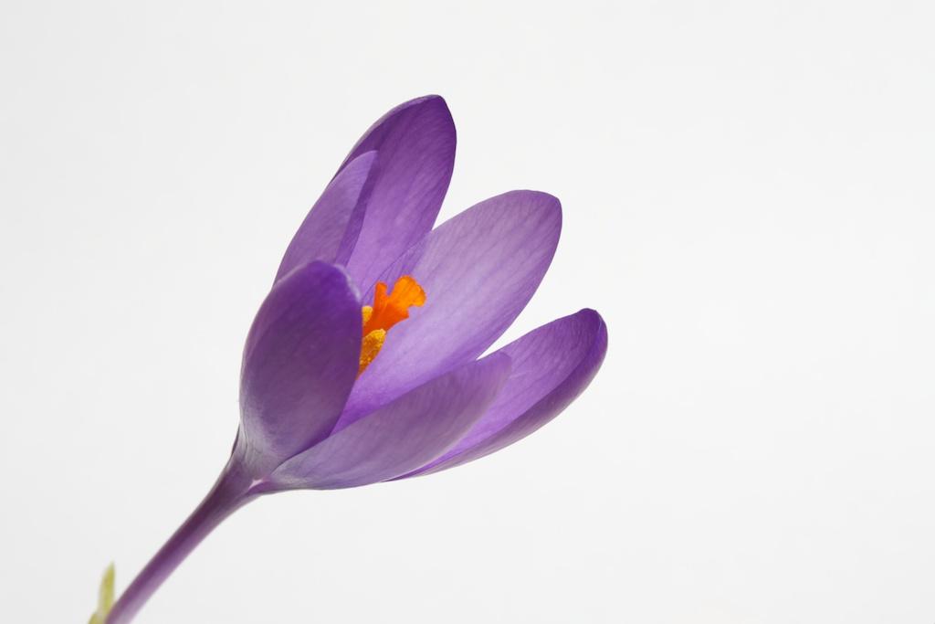 Macro, Nature photograph Purple Crocus in bloom. by Sergey Vasilev on PhotoCodex