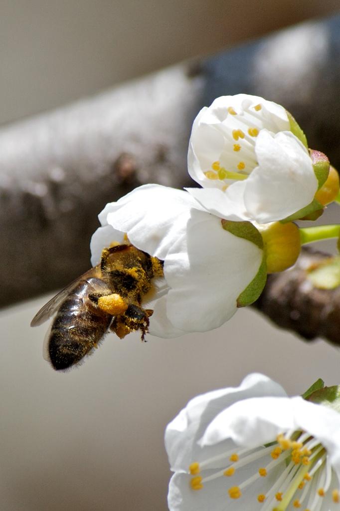 Macro photograph Bee with pollen basket. by Sergey Vasilev on PhotoCodex