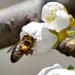 Bee with pollen basket by Sergey Vasilev