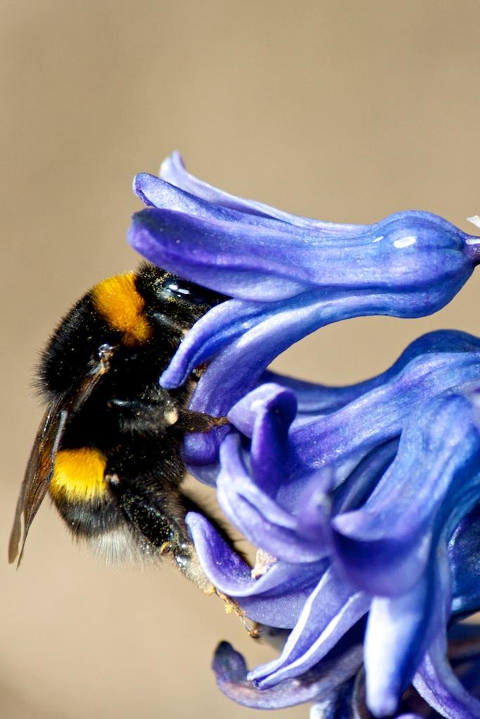 Macro photograph Bumblebee on purple hyacinth. by Sergey Vasilev on PhotoCodex