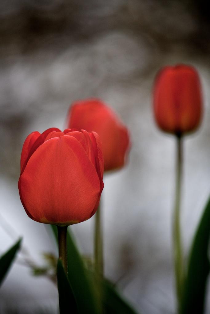 Nature photograph Spring garden tulips. by Sergey Vasilev on PhotoCodex