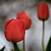 Spring garden tulips