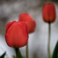 Spring garden tulips