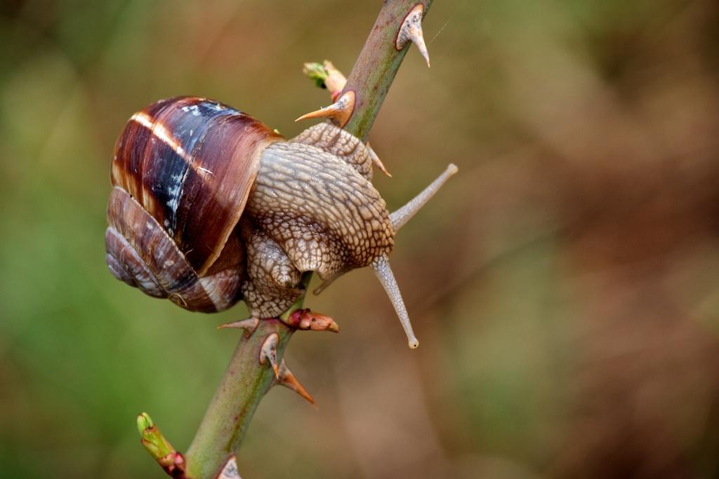 Macro photograph Snail on thorny path. by Sergey Vasilev on PhotoCodex