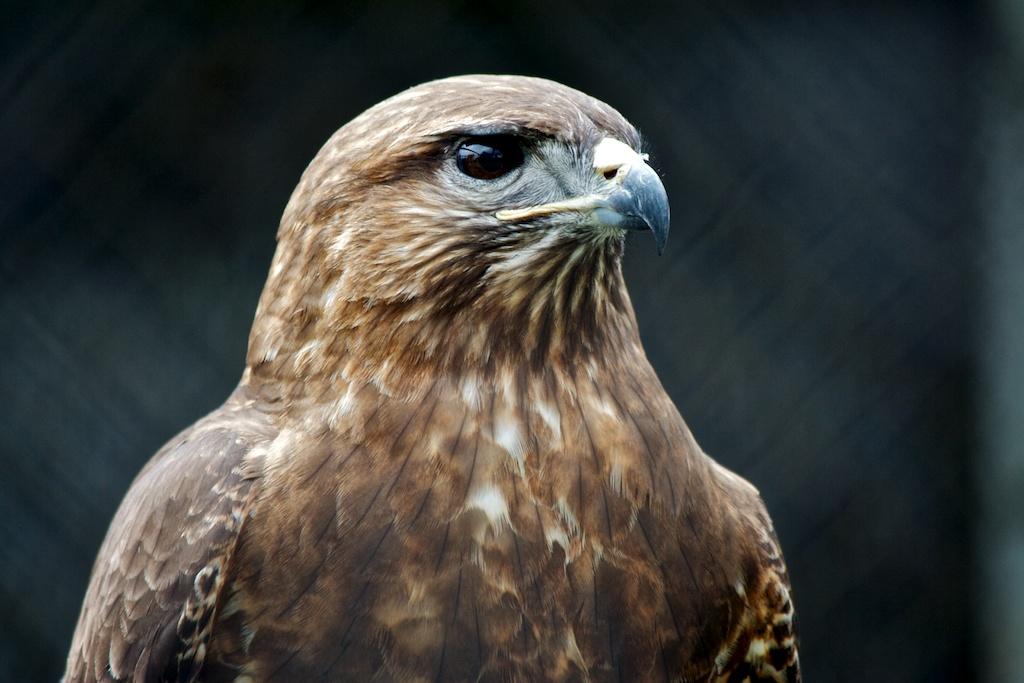 Animals photograph Hawk. by Sergey Vasilev on PhotoCodex