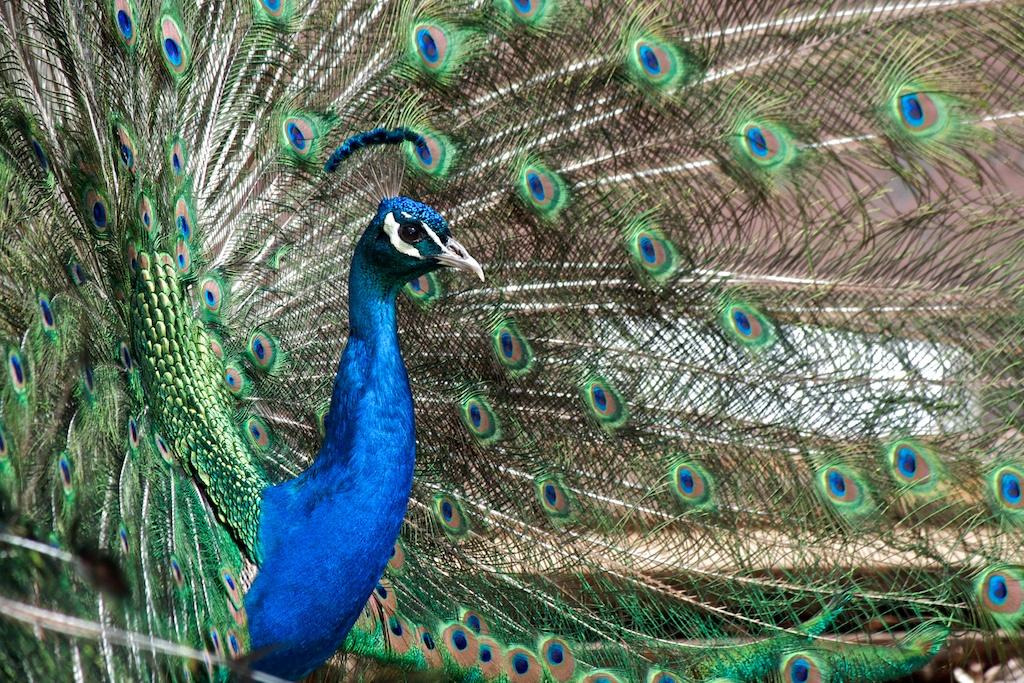 Animals photograph Indian peacock. by Sergey Vasilev on PhotoCodex