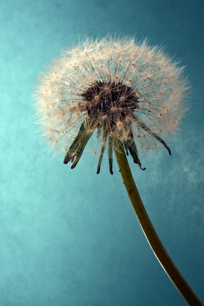 Macro photograph Dandelion seed head. by Sergey Vasilev on PhotoCodex