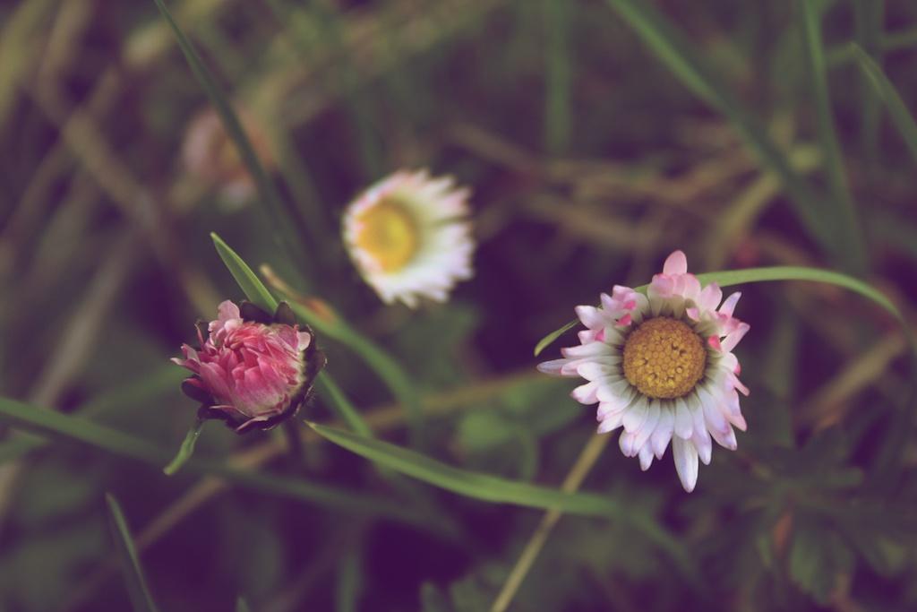 Nature photograph Daisy Flowers. by Sergey Vasilev on PhotoCodex