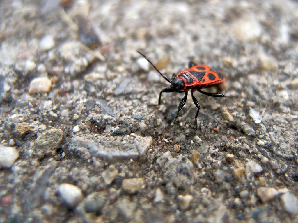 Macro photograph Firebug. by Sergey Vasilev on PhotoCodex