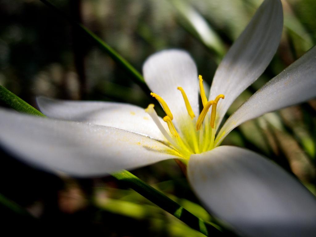 Macro, Nature photograph Beauty of the Zephyranthes flower. by Sergey Vasilev on PhotoCodex