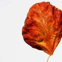 Dry autumn leaf of linden tree