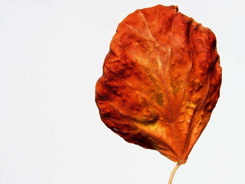 Nature photograph Dry autumn leaf of linden tree. by Sergey Vasilev on PhotoCodex