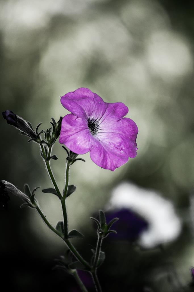 Nature photograph Purple violet flower. by Sergey Vasilev on PhotoCodex