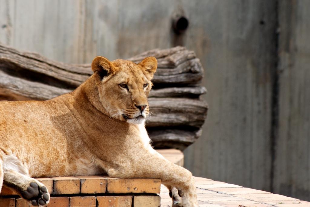 Animals photograph Female Lion Taking a Break. by Sergey Vasilev on PhotoCodex