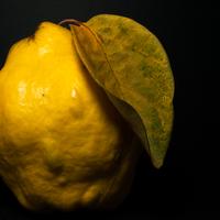 Quince fruit with leaf