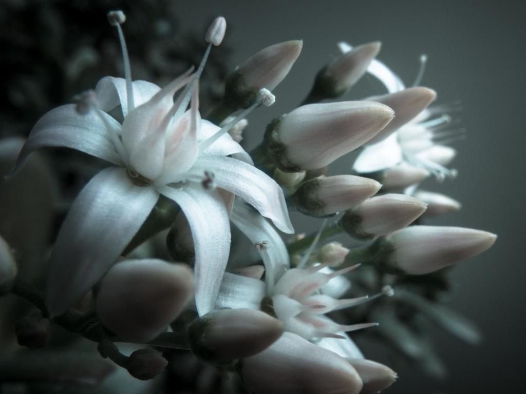 Macro photograph Jade Plant in Bloom. by Sergey Vasilev on PhotoCodex