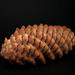Fir-tree cone close-up on a black background