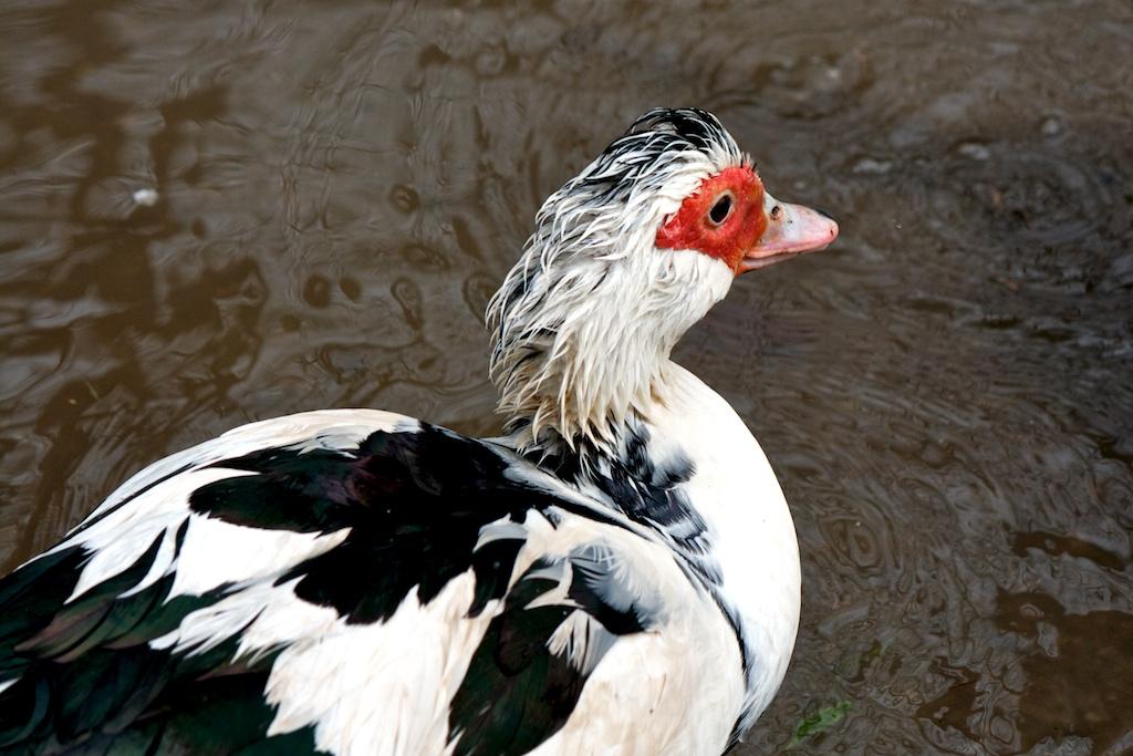 Animals photograph Duck. by Sergey Vasilev on PhotoCodex
