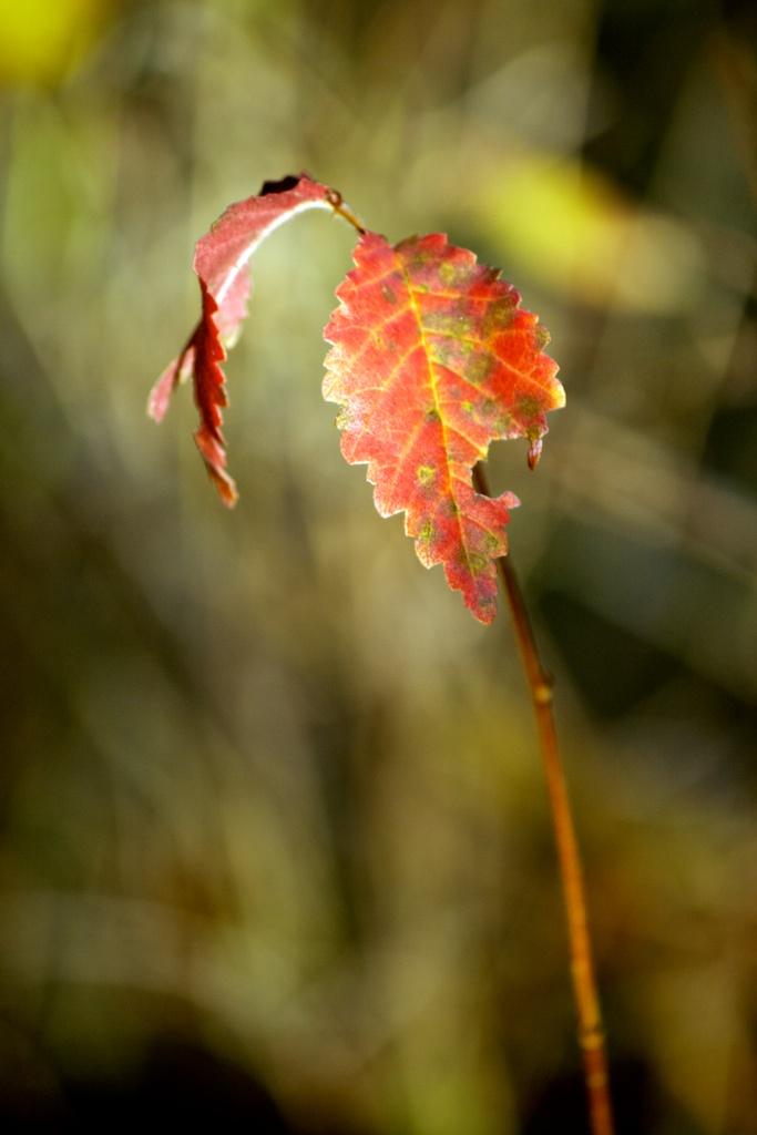 Macro photograph Tree Seedling. by Sergey Vasilev on PhotoCodex