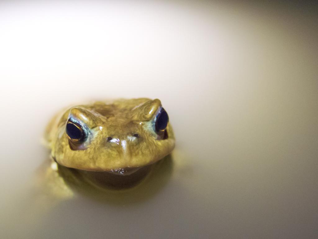 Animals, Macro photograph Frog. by Sergey Vasilev on PhotoCodex