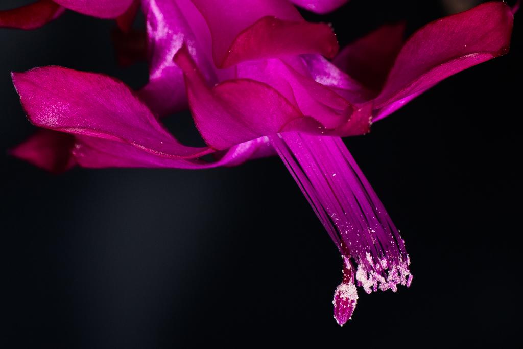 Macro photograph Christmas Cactus Flower. by Sergey Vasilev on PhotoCodex