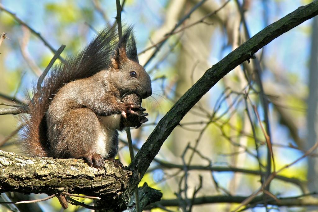 Animals photograph Обикновена катерица (sciurus vulgaris). by Sergey Vasilev on PhotoCodex