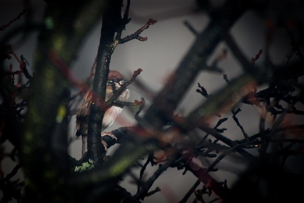 Animals photograph Sparrow in the rain. by Sergey Vasilev on PhotoCodex