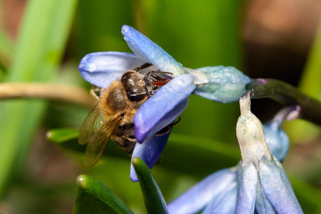 Macro photograph European honey bee extracts nectar from purple hyacinth. by Sergey Vasilev on PhotoCodex