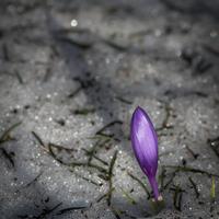 A Purple Crocus in the snow