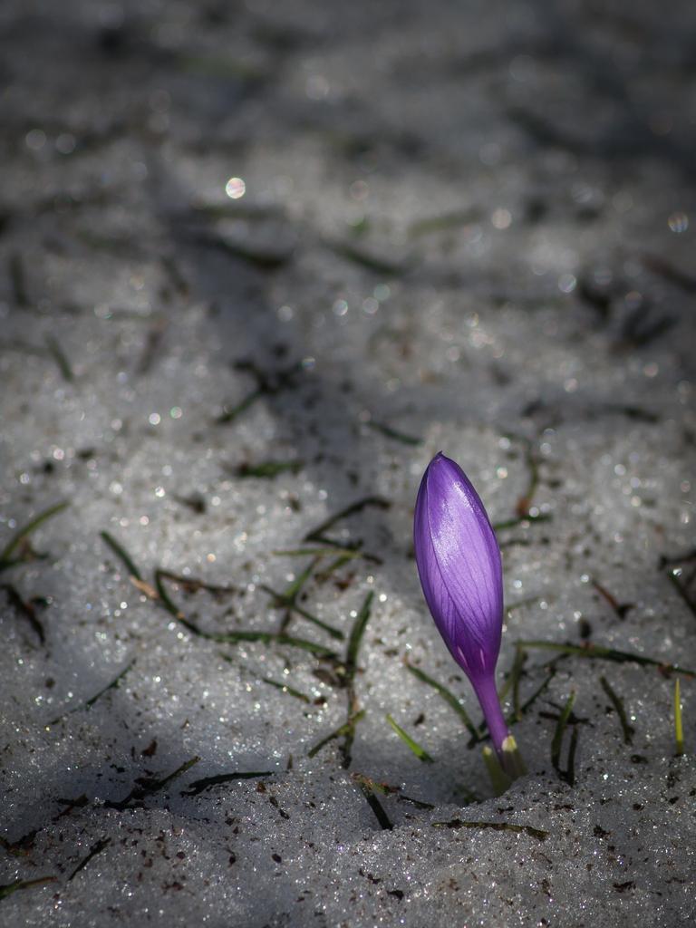 Nature photograph A Purple Crocus in the snow. by Sergey Vasilev on PhotoCodex