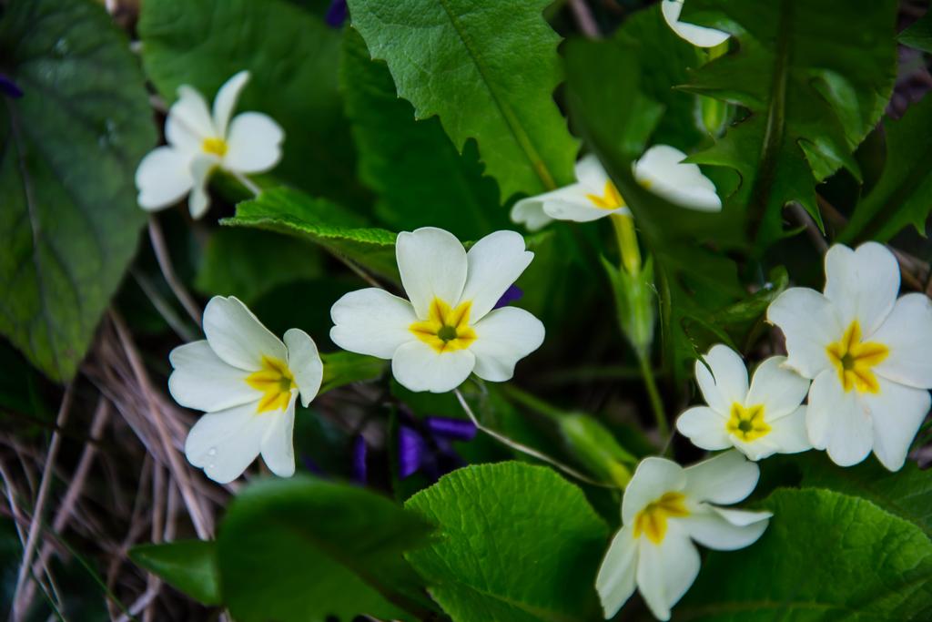 Macro photograph Flowers in the woods # 1. by Julius Metodiev on PhotoCodex