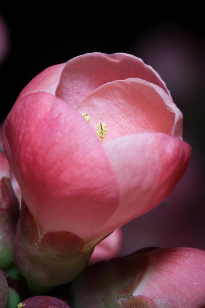 Macro, Nature photograph Flower of Chaenomeles Japonica. by Sergey Vasilev on PhotoCodex