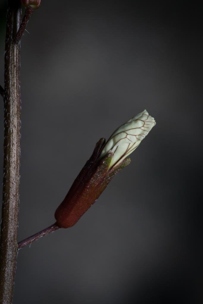 Macro, Nature photograph Flower bud of Eruca sativa. by Sergey Vasilev on PhotoCodex