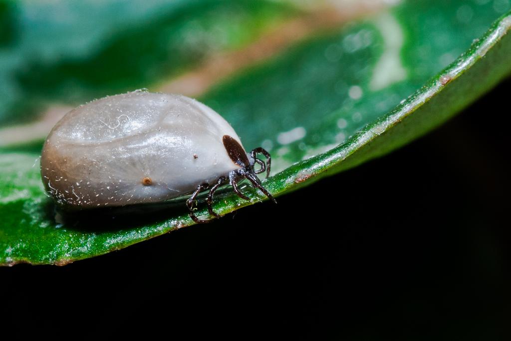 Macro photograph Ixodes ricinus. by Sergey Vasilev on PhotoCodex