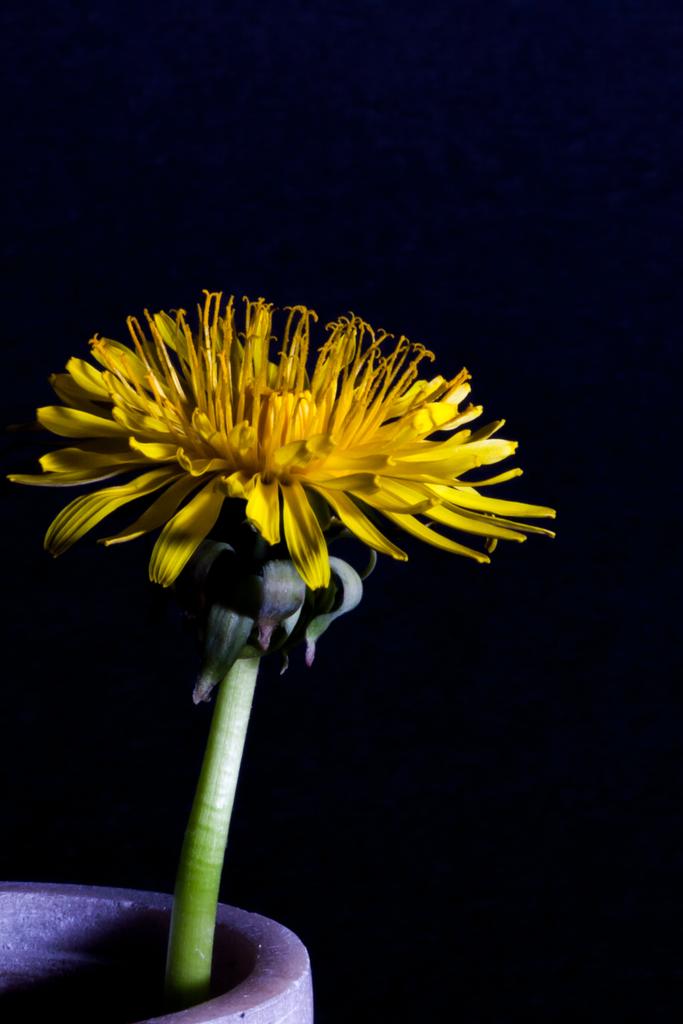Artistic photograph Taraxacum officinale flower head (Dandelion). by Sergey Vasilev on PhotoCodex