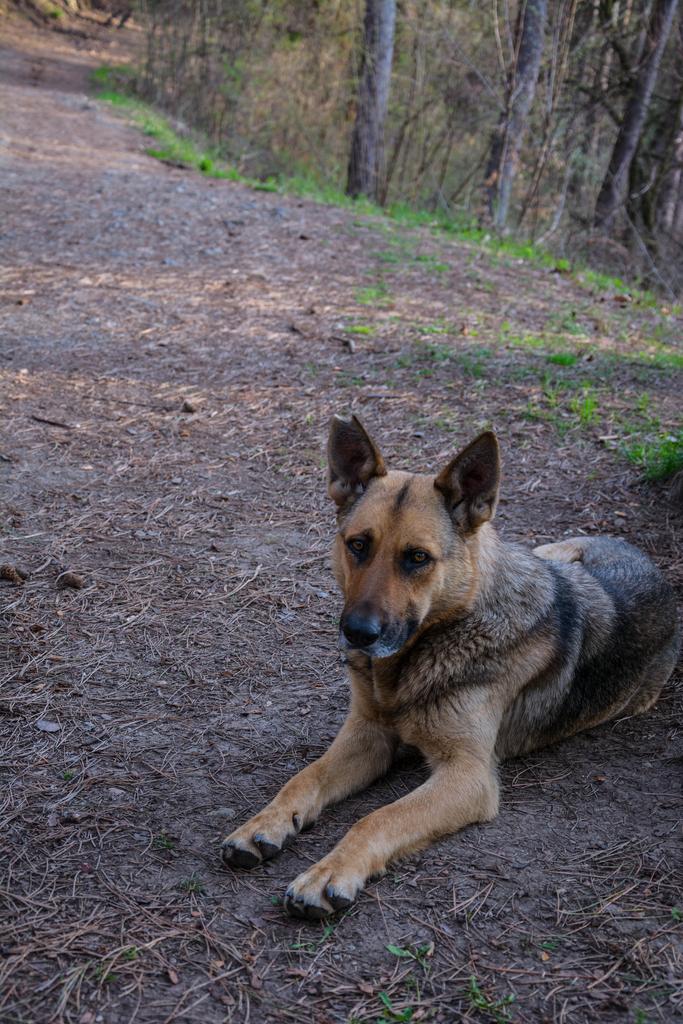 Animals photograph Stray dog. by Julius Metodiev on PhotoCodex