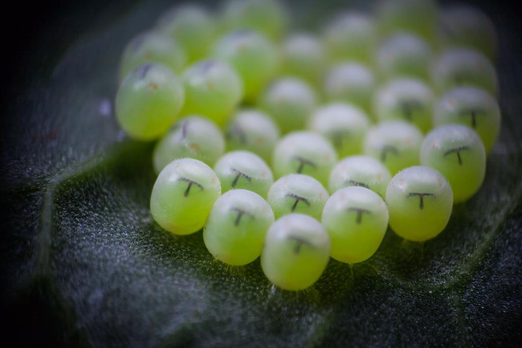 Macro photograph Close-up of Insects Eggs. by Sergey Vasilev on PhotoCodex