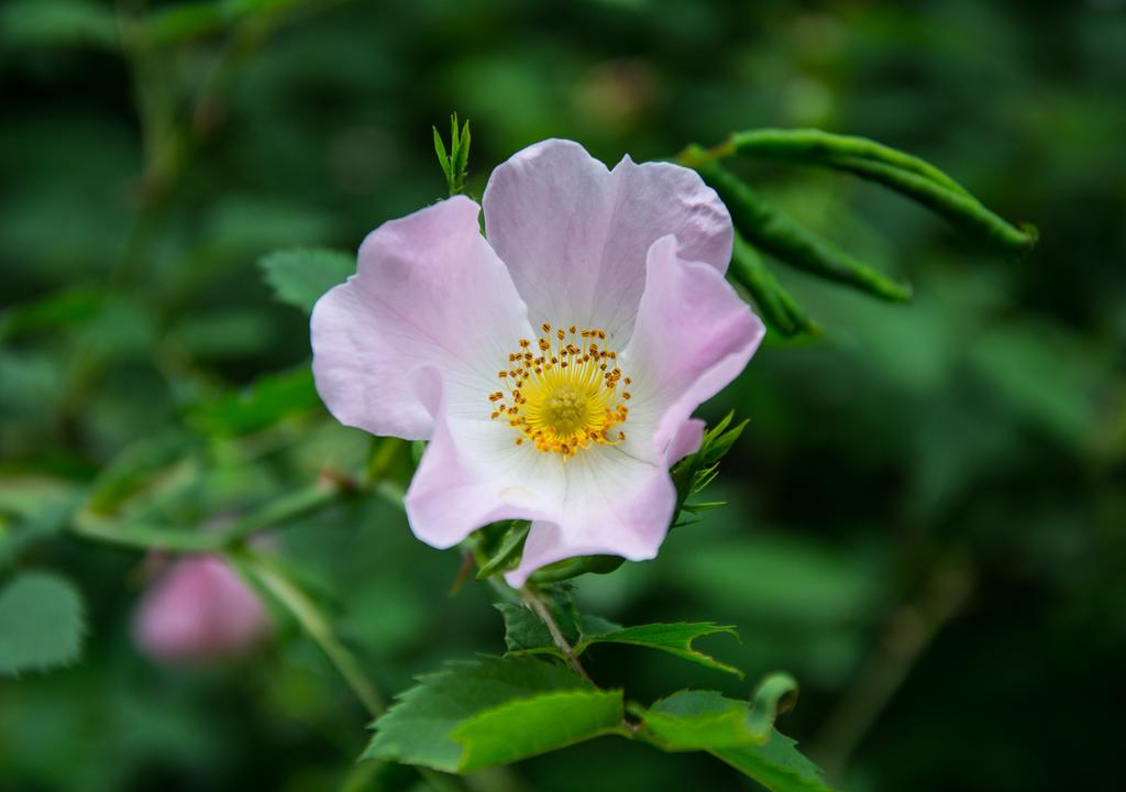 Macro photograph Flowers in the woods # 4. by Julius Metodiev on PhotoCodex