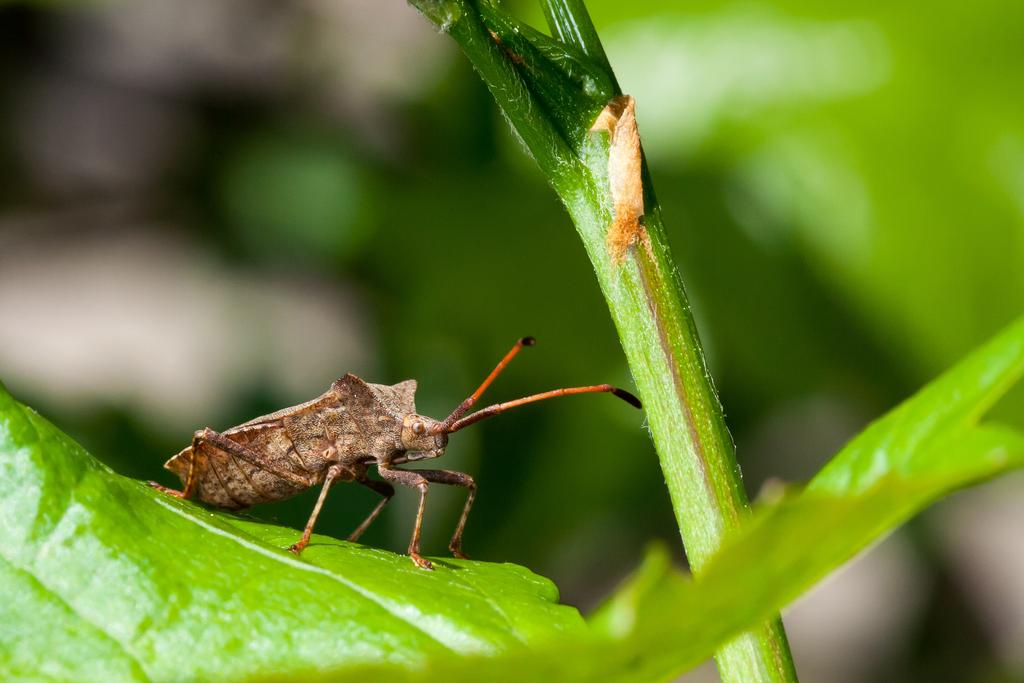 Macro photograph Stink bug on a leaf. by Sergey Vasilev on PhotoCodex