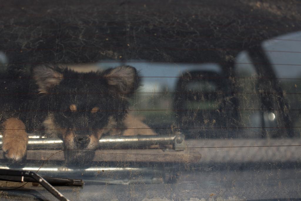 Animals photograph A puppy behind the dirty rear window. by Sergey Vasilev on PhotoCodex