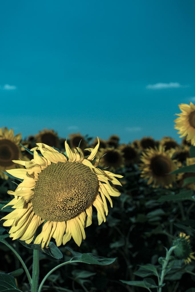 Nature photograph Sunflower. by Sergey Vasilev on PhotoCodex