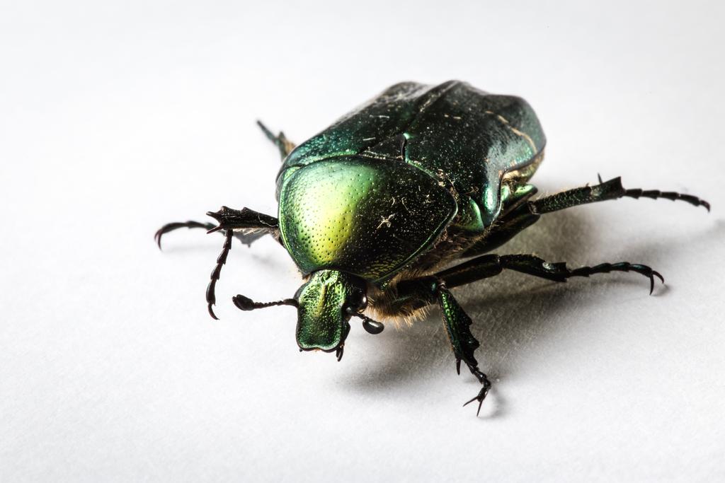 Macro photograph Cetonia aurata (rose chafer). by Sergey Vasilev on PhotoCodex