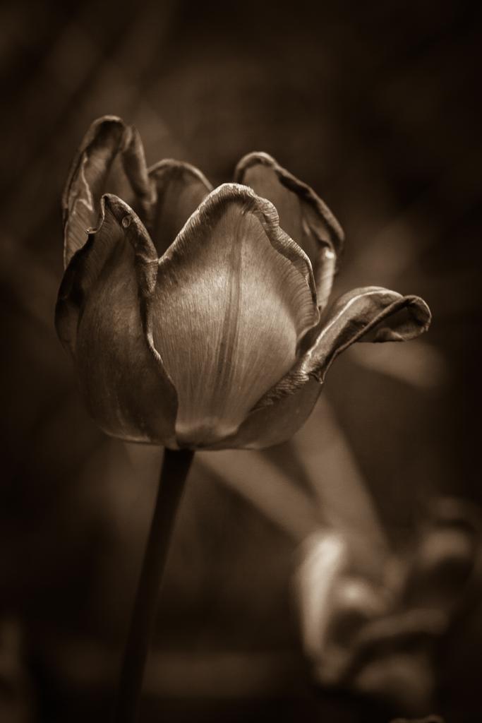 Uncategorized photograph Tulip. by Neli Ivanova on PhotoCodex