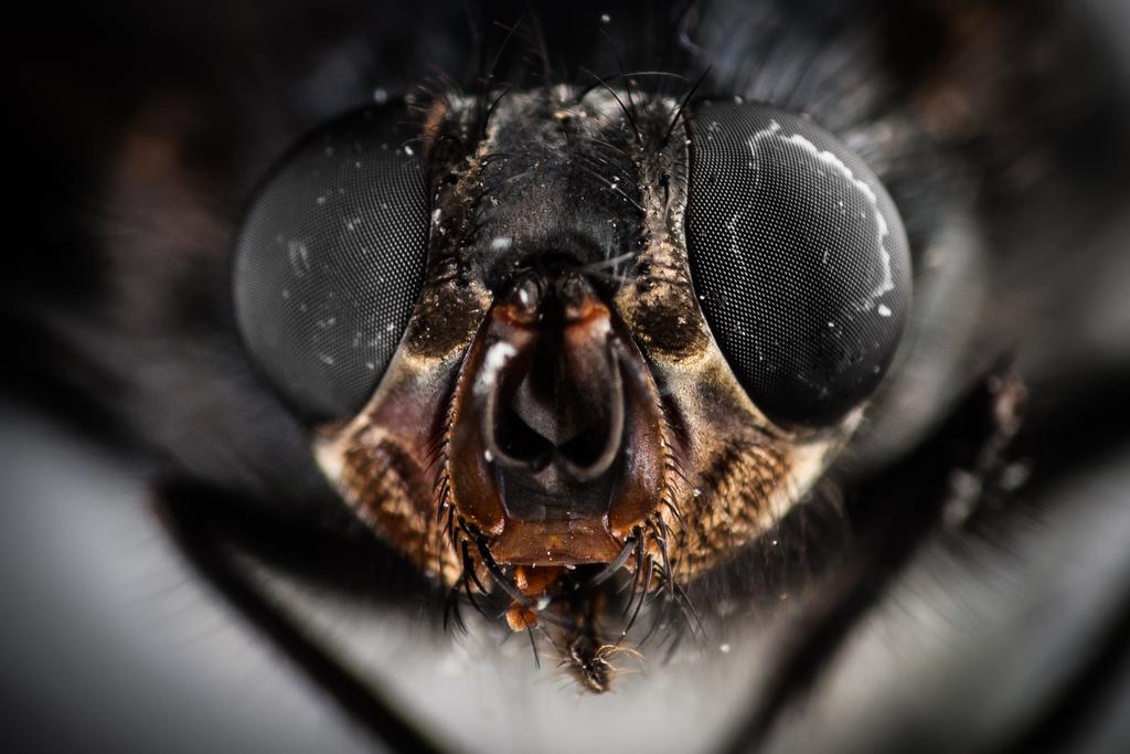 Macro photograph Extreme close-up of a fly. by Sergey Vasilev on PhotoCodex