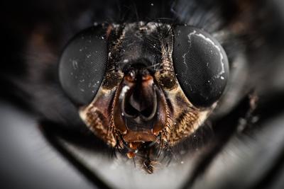 Extreme close-up of a fly