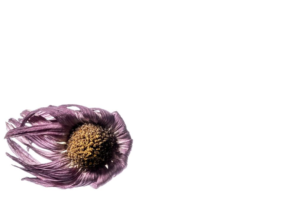 Objects photograph Dry Flower. by Sergey Vasilev on PhotoCodex