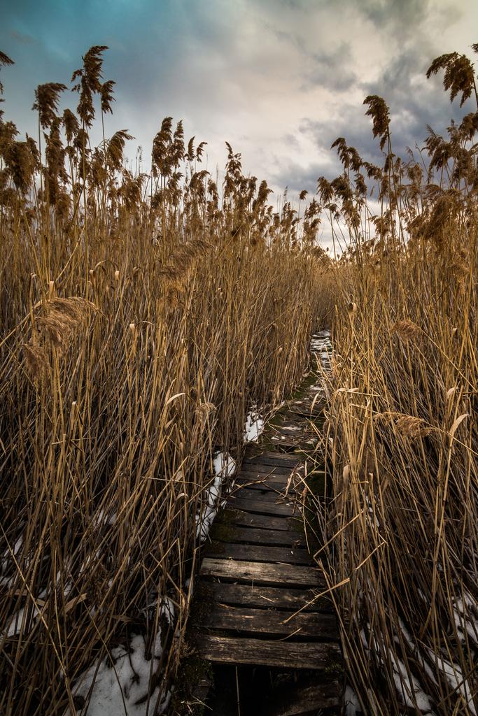 Landscape photograph The path through the swamp. by Sergey Vasilev on PhotoCodex